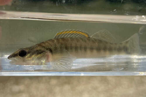 Slenderhead darter (Percina phoxocephala) — Percidae — 3
