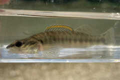 Percina phoxocephala