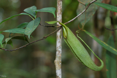 Nepenthes hirsuta