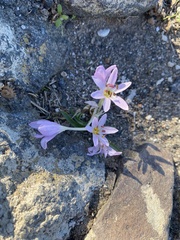 Colchicum cupanii