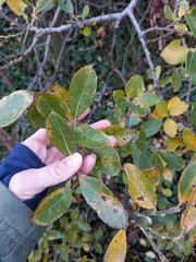 Salix hookeriana