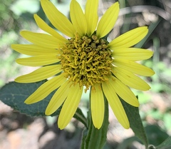 Verbesina tetraptera