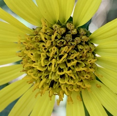 Verbesina tetraptera
