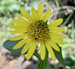 Verbesina tetraptera