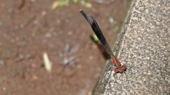 Disparoneura quadrimaculata