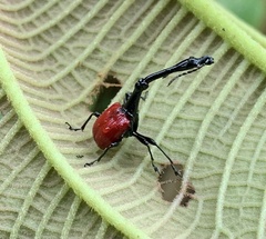 Trachelophorus giraffa