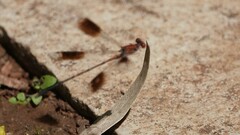 Disparoneura quadrimaculata