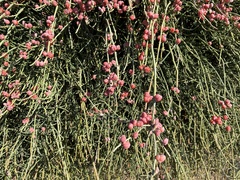Ephedra foeminea