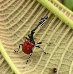 Trachelophorus giraffa