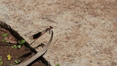 Disparoneura quadrimaculata