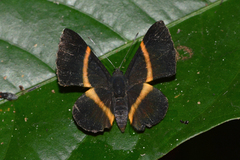 Parcella amarynthina