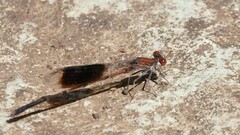 Disparoneura quadrimaculata