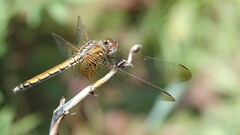 Trithemis aurora