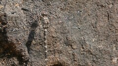 Bradinopyga geminata