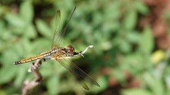Trithemis aurora