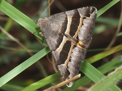 Grammodes euclidioides