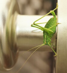 Barbitistes serricauda