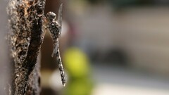 Bradinopyga geminata