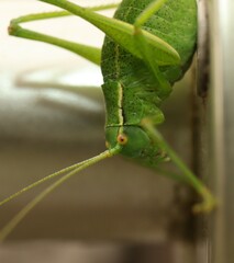 Barbitistes serricauda