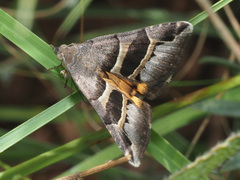Grammodes euclidioides