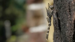 Bradinopyga geminata