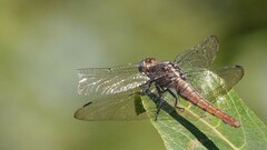 Orthetrum pruinosum