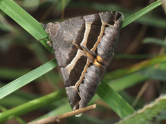 Grammodes euclidioides