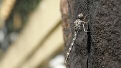 Bradinopyga geminata