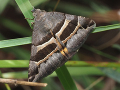 Grammodes euclidioides
