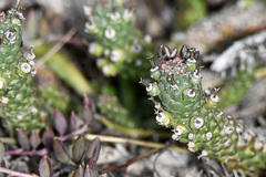 Euphorbia inermis