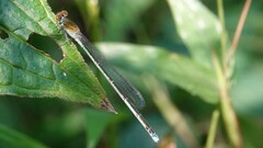 Pseudagrion rubriceps