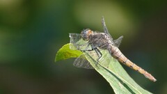 Orthetrum pruinosum