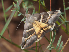 Grammodes euclidioides