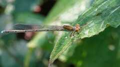 Pseudagrion rubriceps