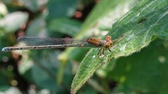 Pseudagrion rubriceps