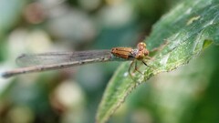 Pseudagrion rubriceps