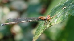 Pseudagrion rubriceps