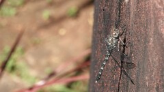 Bradinopyga geminata