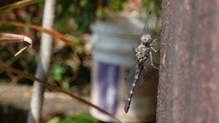 Bradinopyga geminata