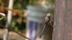 Bradinopyga geminata