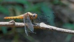 Orthetrum pruinosum
