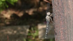 Bradinopyga geminata