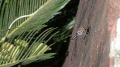 Bradinopyga geminata