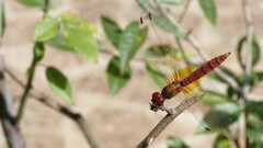 Trithemis aurora