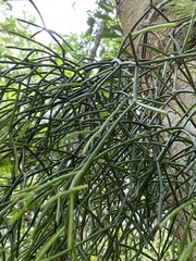Rhipsalis