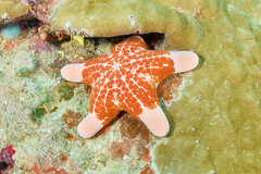 Choriaster granulatus