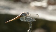 Orthetrum pruinosum