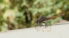Orthetrum pruinosum