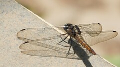 Orthetrum pruinosum