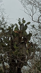 Mimus parvulus parvulus